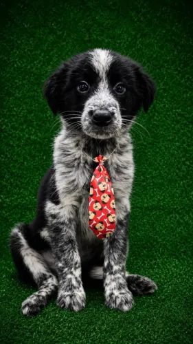 Border Collies Machos e Fêmeas Pedigree