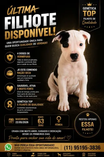 Filhote de Pitbull