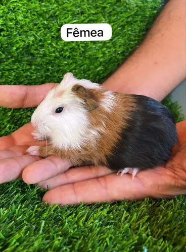 Porquinho da india