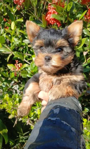Filhotes de Yorkshire Terrier com Excelente Temperamento