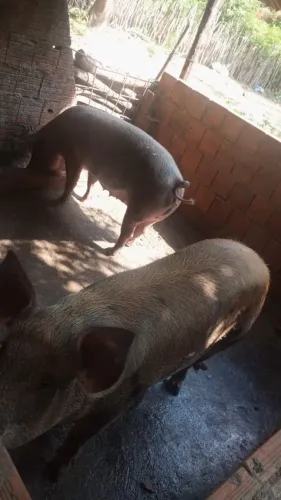 Vendo lotes de porcos
