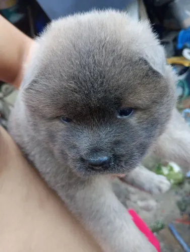 Vendo filhotes de chow Chow puro!!