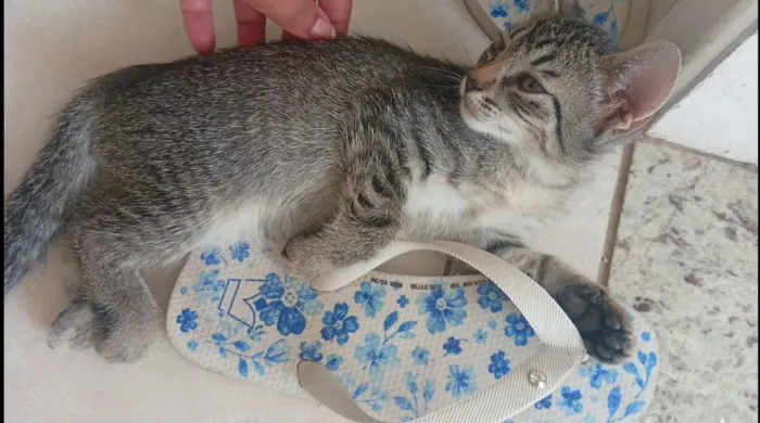Adote-se gatinha fêmea!!!!