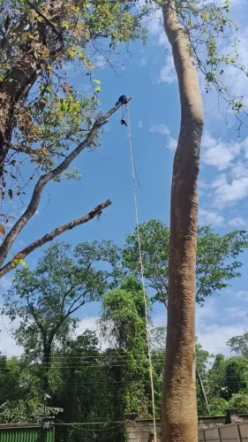 PODA DE ÁRVORES COM REMOÇÃO