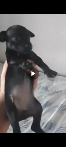 Filhote de Pinsher Fêmea 40 dias de vida