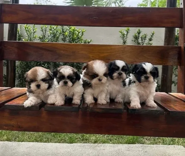 Shih tzu 0