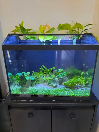 Aquário completo 45 Litros 