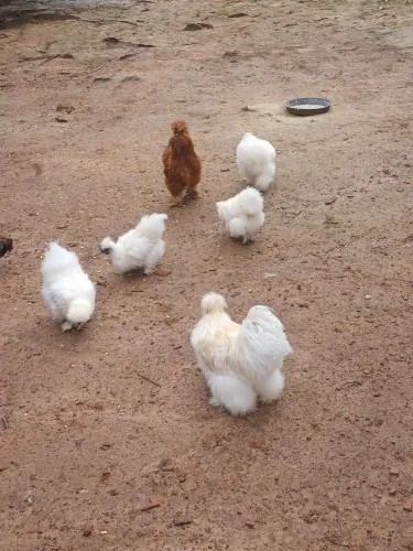 Vendo Sedosa do Japão, galinha de Angola e ovos galados.