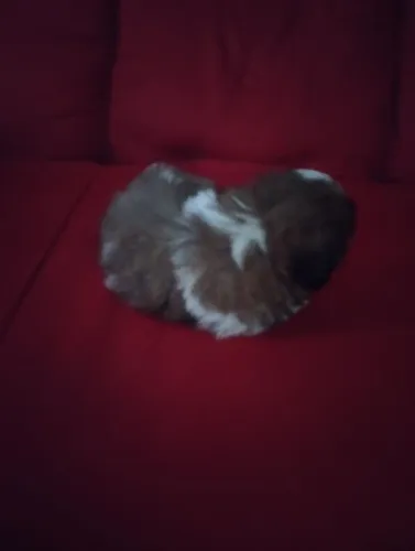 Shitzu filhote