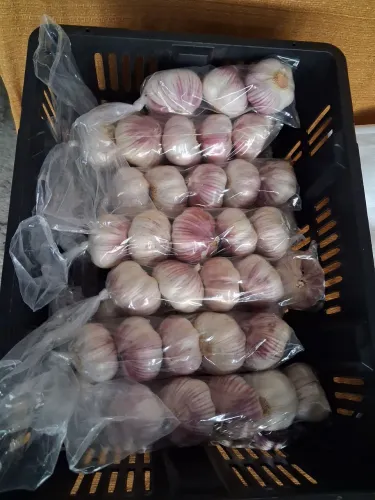 Vendo 130 cabeças de alho ( tipo 6 extra )