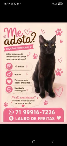 Doação responsável gato macho 10 meses