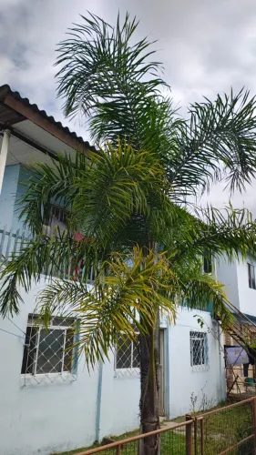 Lindo coqueiro