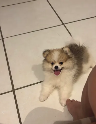 Spitz alemão anão
