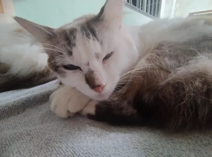 Gatinho para adoção