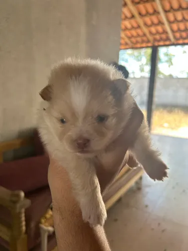 Filhote Lulu da Pomerania