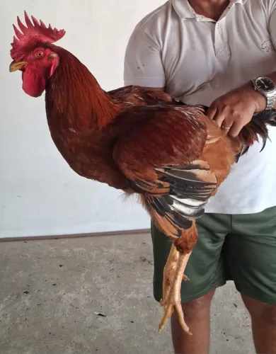 Galo GSB