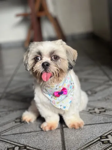 Cachorro shitzu