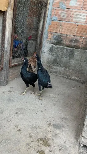 Frangas indias ...