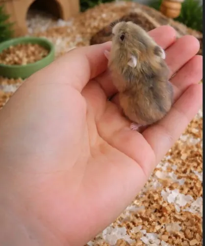 Filhote hamster anão russo