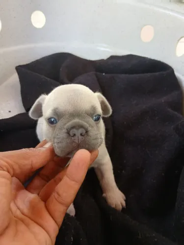 Buldogue Francês 