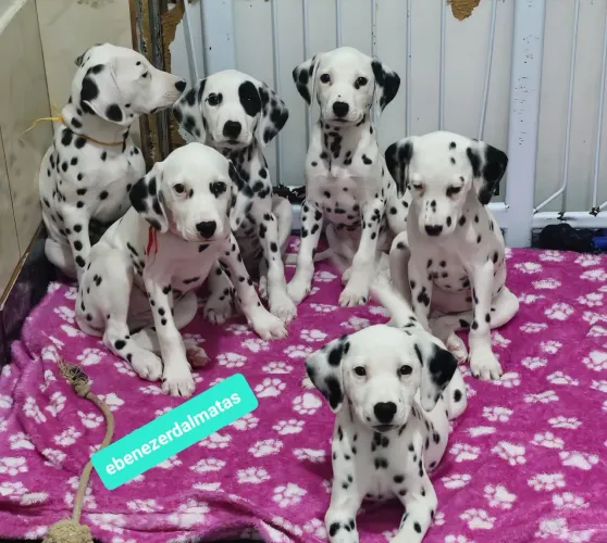 Filhote  de dalmata fêmeas com 3 vacinas importada 