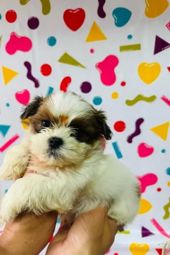 promoção shihtzu mini fofurinhas