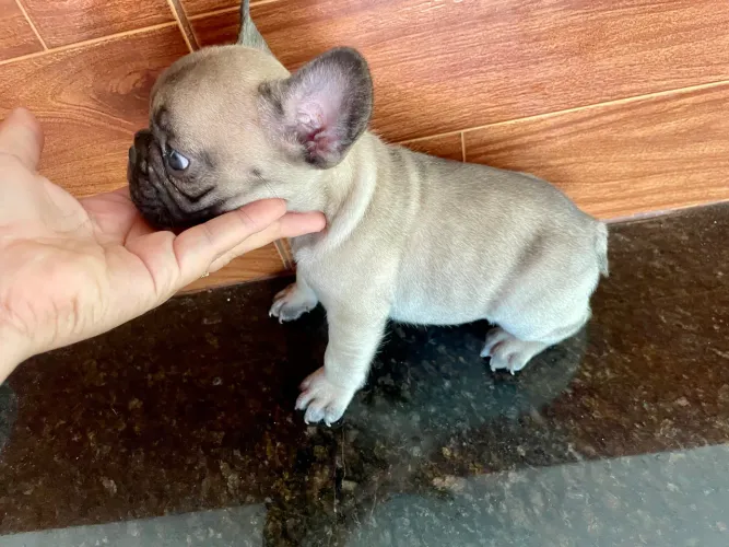Filhote buldogue francês