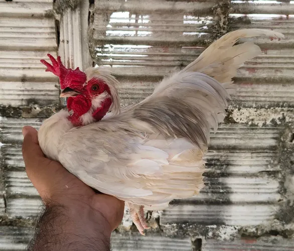 GARNIZES MODELADOS