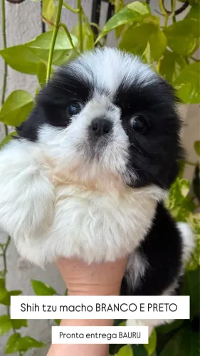 Shih tzu macho