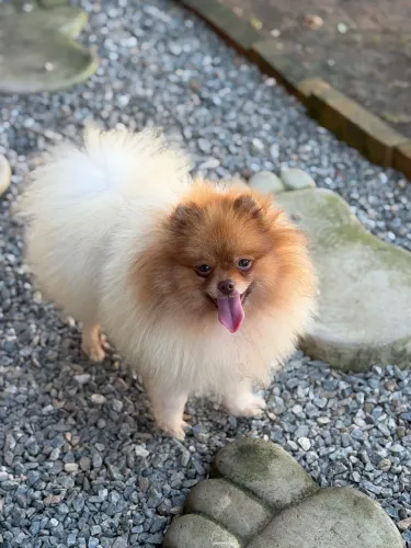 Spitz alemão macho