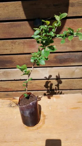 Muda de acerola