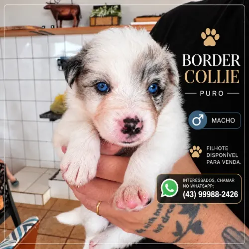 Filhotes de Border Collie Puros