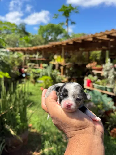Chihuahua pelo longo