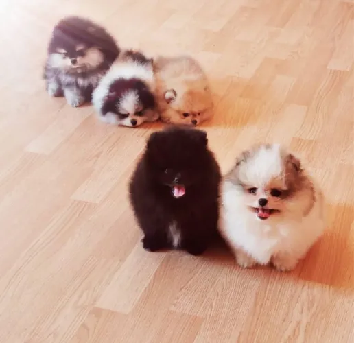 Lulu da Pomerania Anão filhotinhos diversas cores escolha já seu!