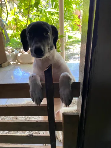 Doação cachorrinho lindooo