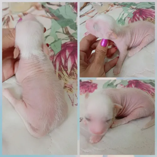 Cãonde Crista Chinês Branca