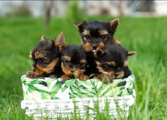 Yorkshire terrier mini disponivel