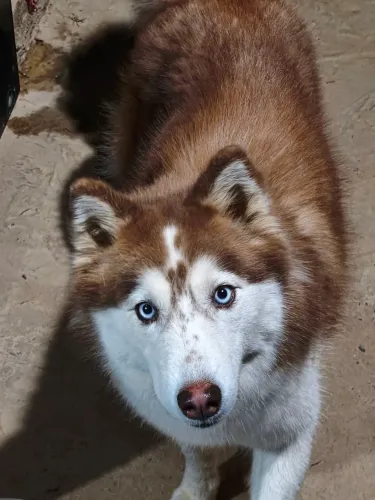 Husky siberiano a procura de um namorado