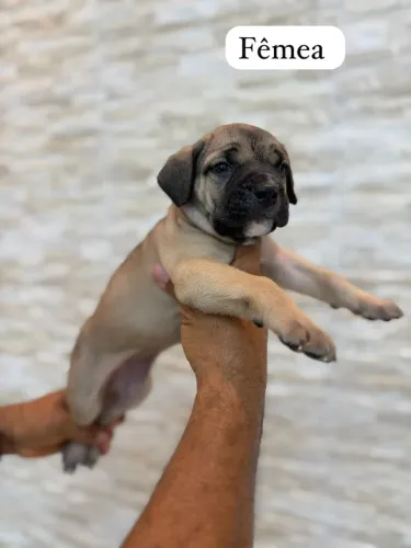 Filhotes CANE CORSO 