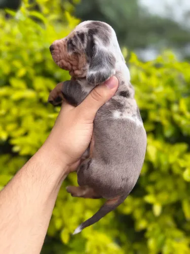 Filhotes de Dachshund Miniatura 