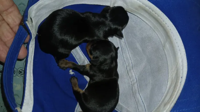 Pinscher zero