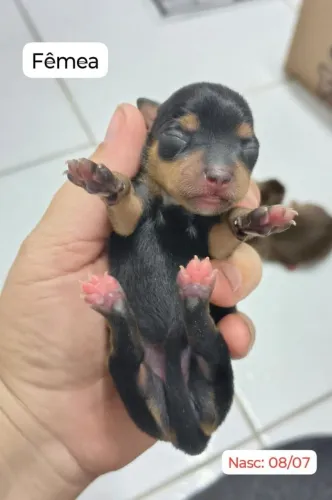 Cachorros Pinscher