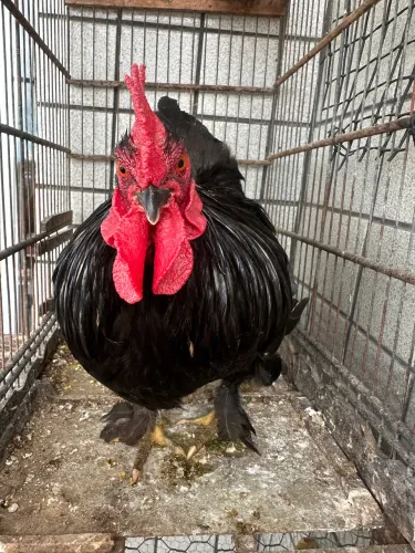 Galo garnisé preto