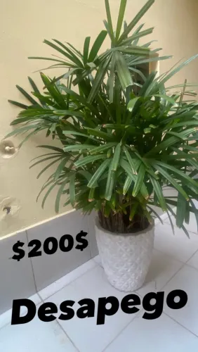 Planta Natural (Não entrego,Não insista)