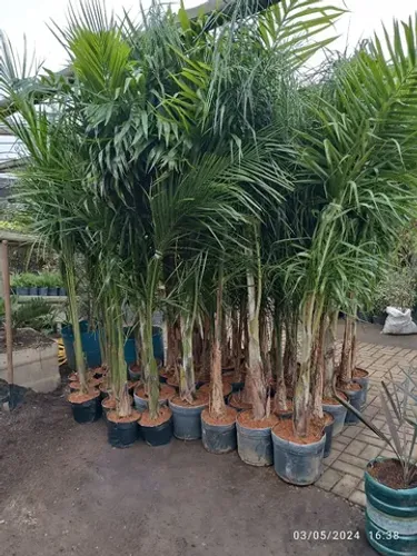 Palmeira Imperial 