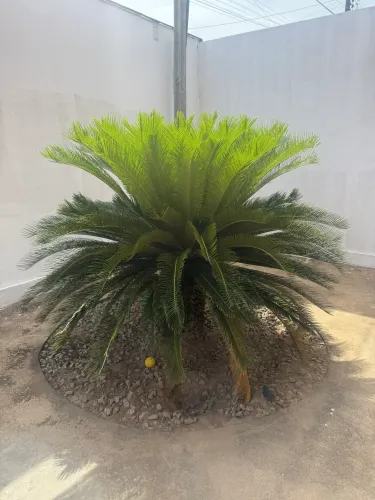 Vende-se Cycas Revoluta 