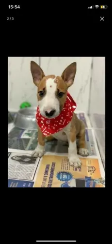 Bull Terrier Inglês,chamar what's