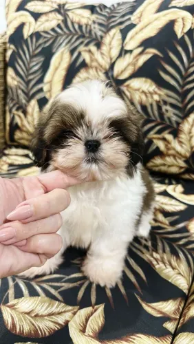 Shih Tzu - A raça que Transforma Sua Cada em um Lar Mais Feliz!