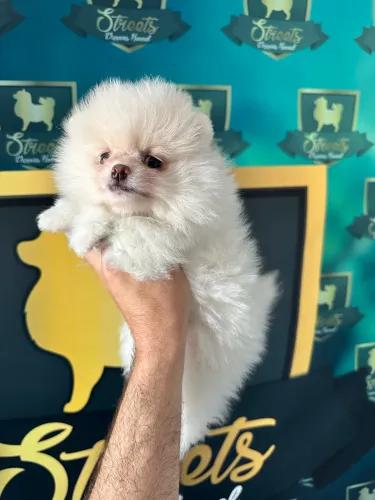 Lulu da pomerania anão em Passo Fundo