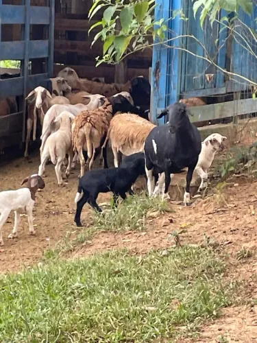 Ovelhas